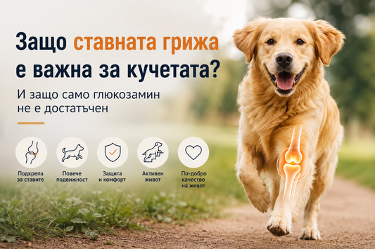 Защо ставната грижа е важна за кучетата? И защо само глюкозамин не е достатъчен